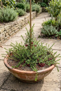 Vaccinium macrocarpon Tige