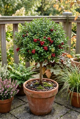Vaccinium vitis-idaea 'Miss Cherry' sur tige