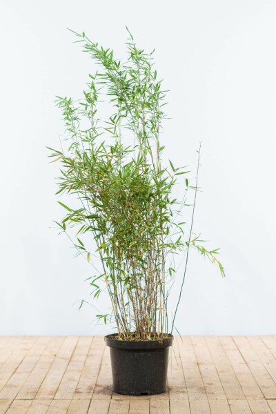 Bambou / Fargesia Nitida 125-150 cm