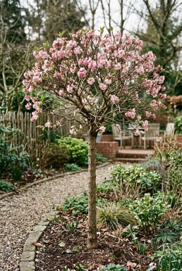 Viburnum bodnantense 'Charles Lamont' sur tige