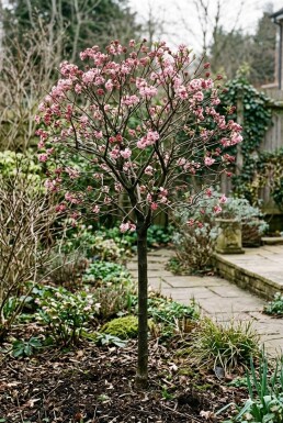 Viburnum bodnantense 'Charles Lamont' sur tige