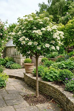 Viburnum carlcephalum Sur tige