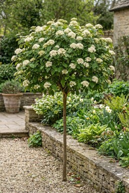 Viburnum carlcephalum Sur tige