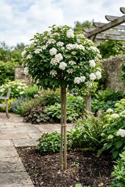 Viburnum 'Eskimo' sur tige