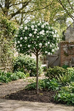Viburnum 'Eskimo' sur tige