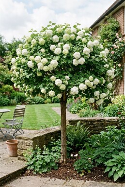 Viburnum opulus 'Roseum' Demi-tige