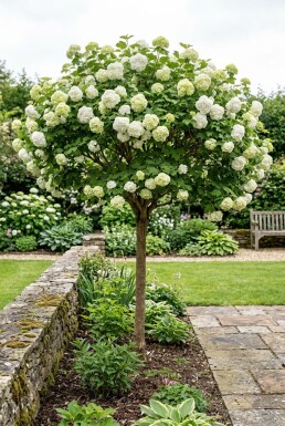 Viburnum opulus 'Roseum' Demi-tige