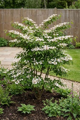 Viburnum plicatum 'Kilimandjaro Sunrise' Arbuste