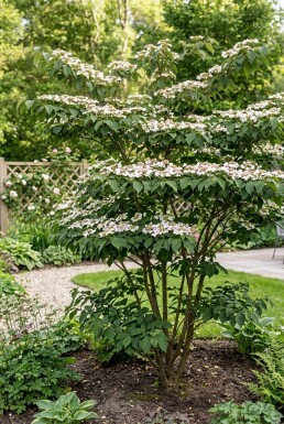 Viburnum plicatum 'Kilimandjaro Sunrise' Arbuste