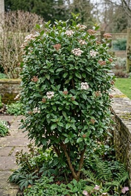 Viburnum tinus 'Eve Price'