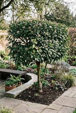 Viburnum tinus 'Eve Price' écran