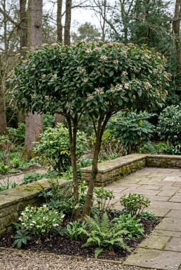 Viburnum tinus 'Eve Price' écran