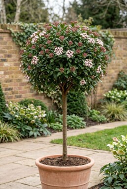 Viburnum tinus 'Eve Price' sur tige