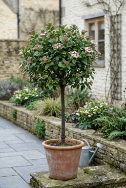 Viburnum tinus 'Eve Price' sur tige