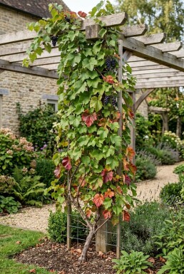 Vitis amurensis sur tige
