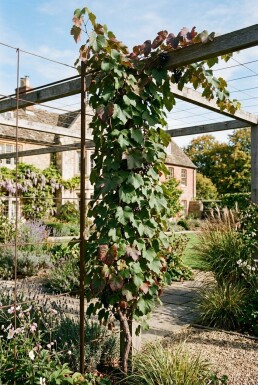 Vitis amurensis sur tige