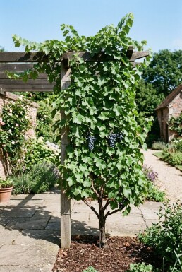 Vitis 'Boskoop Glory' Tige