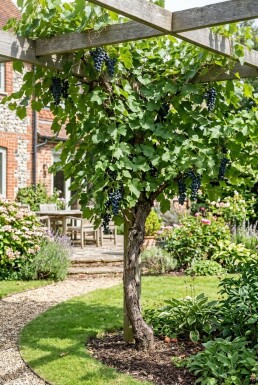 Vitis 'Boskoop Glory' Tige