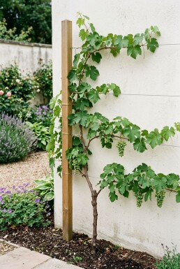 Vitis 'Himrod' Tuteur