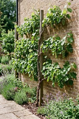 Vitis 'Himrod' Tuteur