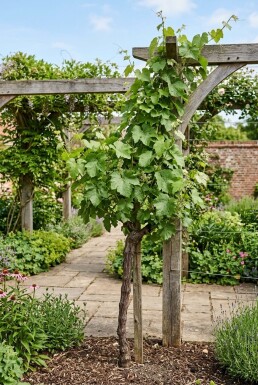 Vitis labrusca 'Isabella' Tige