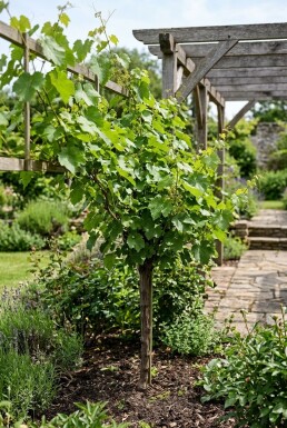 Vitis labrusca 'Isabella' Tige