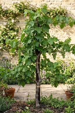 Vitis 'Mika' sur tuteur