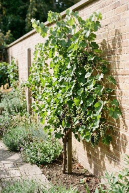 Vitis 'Mika' sur tuteur