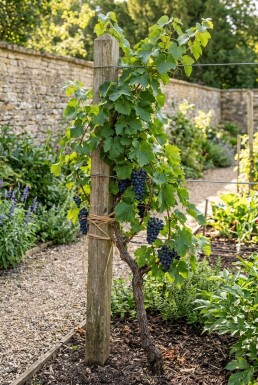 Vitis 'Muscat Bleu' Tuteur