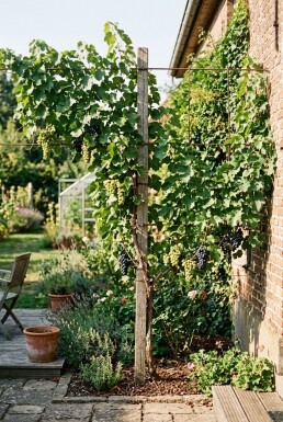 Vitis vinifera Duo Stok