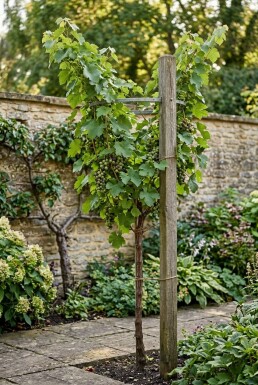 Vitis vinifera Duo Stok
