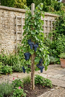 Vitis vinifera 'Attika' Tuteur