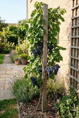 Vitis vinifera 'Attika' Tuteur