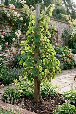 Vitis vinifera 'Bianca' Tuteur