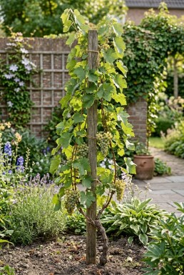Vitis vinifera 'Bianca' Tuteur
