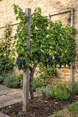 Vitis vinifera 'Boskoop Glorie' Tige