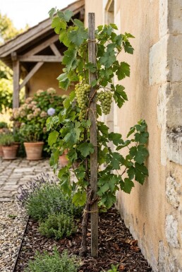 Vitis vinifera 'Fanny' sur tige