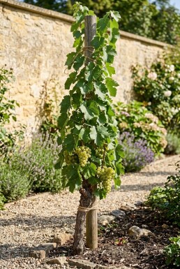 Vitis vinifera 'Fanny' sur tige