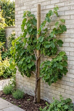 Vitis vinifera 'Heike' Tige