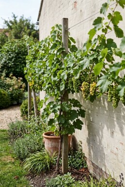 Vitis vinifera 'Heike' Tige