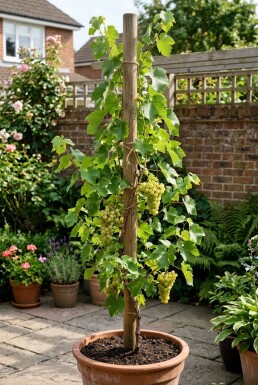 Vitis vinifera 'Himrod' sur tuteur