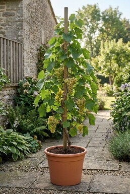 Vitis vinifera 'Himrod' sur tuteur