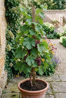 Vitis vinifera 'Katharina' sur tuteur