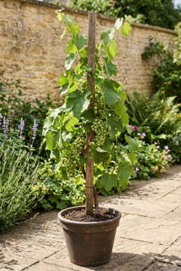 Vitis vinifera 'Katharina' sur tuteur