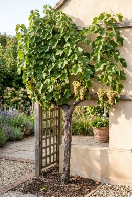 Vitis vinifera 'Lakemont' Tige