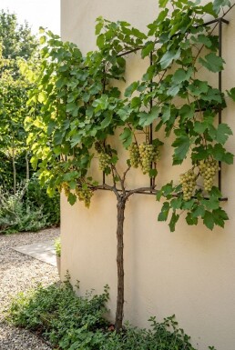 Vitis vinifera 'Lakemont' Tige