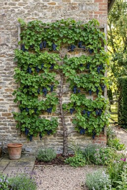 Vitis vinifera 'Monarch' Vigne en espalier