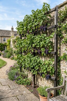 Vitis vinifera 'Monarch' Vigne en espalier