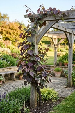 Vitis vinifera 'Purpurea' Tuteur