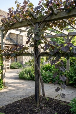 Vitis vinifera 'Purpurea' Tuteur